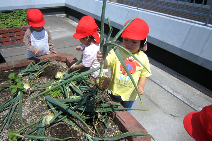 屋上菜園(野菜の収穫)